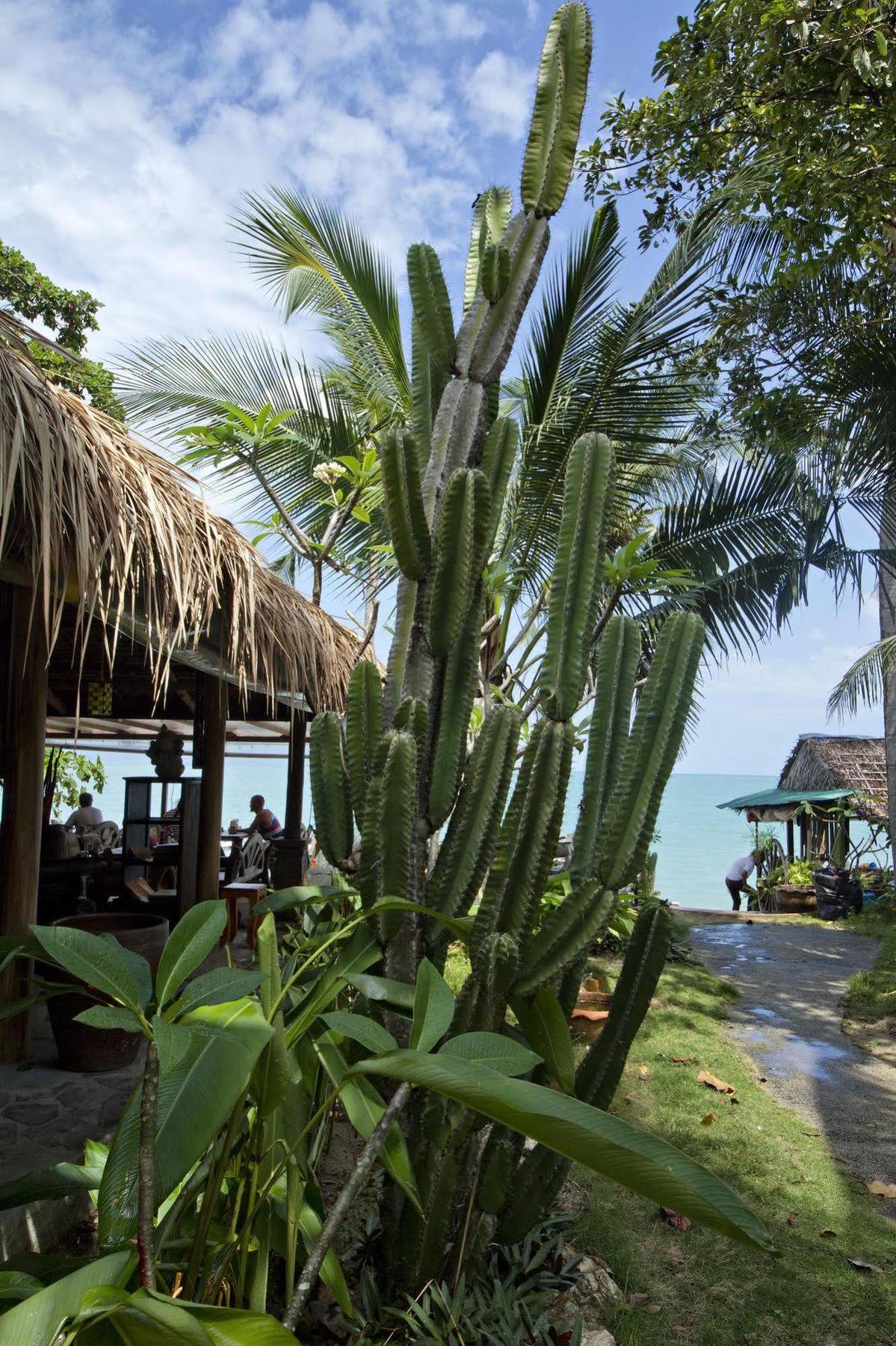 Cactus Bungalow Koh Samui Exterior photo